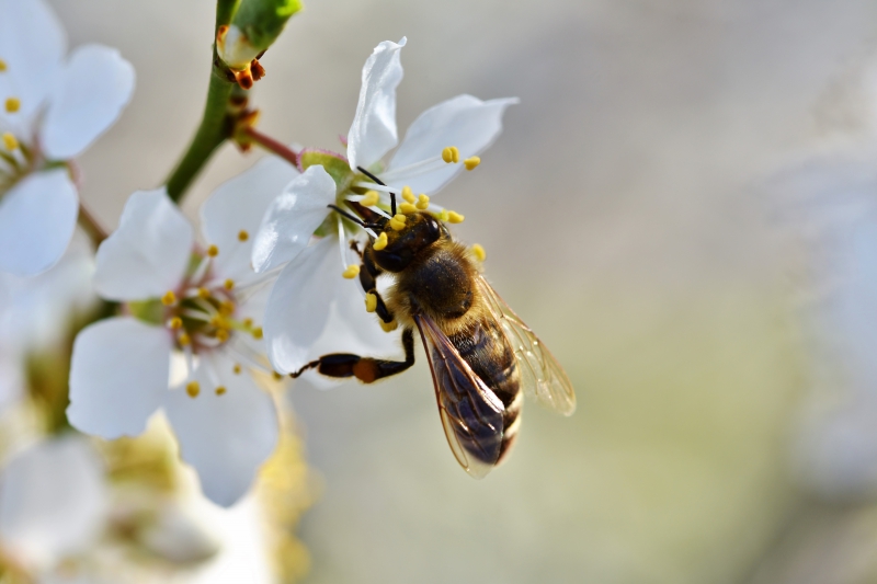 jardinerie-CABASSE-min_bee-4092986